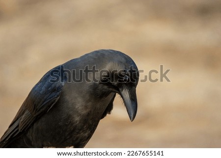 close up of the head of a House Crow (Corvus splendens) isolated on a natural grey background