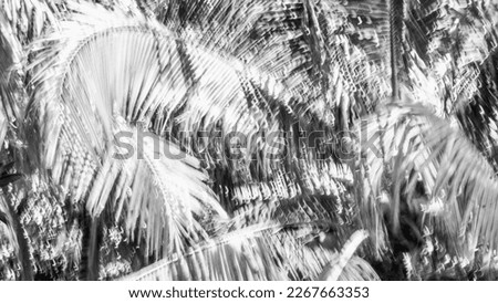 Abstract Nature Blurred dynamic motion lines defocused black white grey monochrome tropical leaves Wallpaper screensaver design background