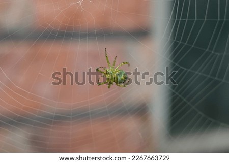 the beauty of the spider is green