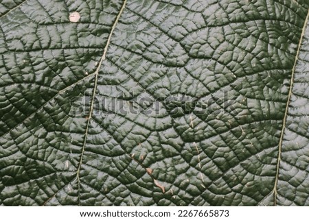 Full frame closeup of a lush summer green leaf. Royalty-Free Stock Photo #2267665873
