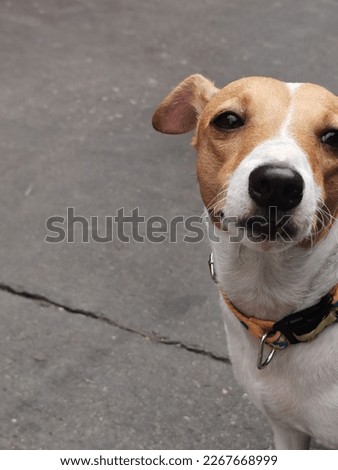 Close up of Beautiful Jack Russell Terrier in dog collar with metal tag  outdoors in thailand.selective focus.