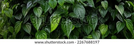 Green leaf dark tone for background, The betel leave or betle piper fresh, mostly consumed in Asia, such as betel or paan, with areca nut and or tobacco Royalty-Free Stock Photo #2267688197