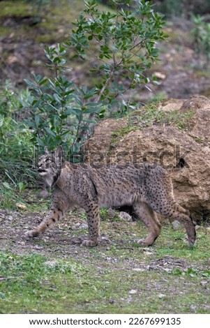 Beautiful vertical photo of an Iberian lynx walking on the grass looking towards the top of a tree in a forest of the Sierra Morena, in Jaen, Spain, Europe