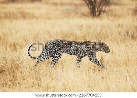 We took a rare picture of a Leopard on an African Safar