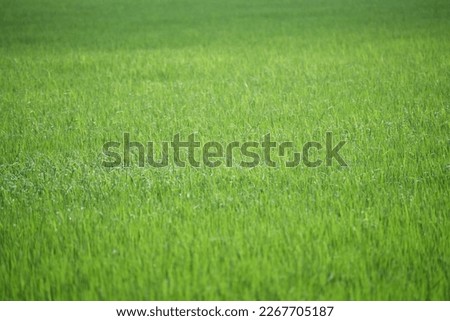 fields and dew,Fresh green grass banner with dew drops in morning sunlight.Beautiful nature closeup field landscape with water droplets. Abstract panoramic natural plants,spring summer,selective focus