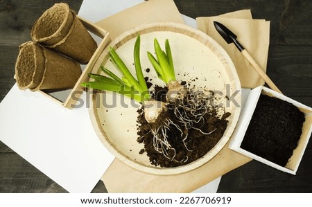 On a wooden background bulbous plant spring flowers hyacinths, peat pots, garden tools, land for planting.  Plant transplant concept.  Spring is the time of flowers.  Flat lay, top view.