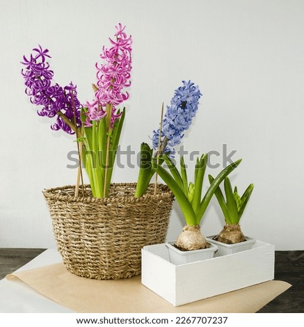 Spring, multi-colored spring flowers hyacinths in a wicker flower pot stand on a table on a light background in a box bulbous plant, Plant transplantation concept, spring mood, front view.