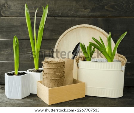 On a wooden background, spring flowers hyacinths in a flowerpot on the table, peat pots, a wooden tray.  The concept of spring transplantation of plants, spring mood.  Front view, close-up.