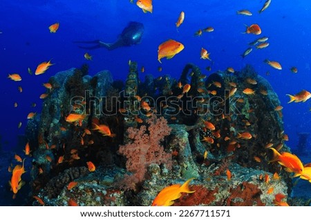 under water wide angle photo Royalty-Free Stock Photo #2267711571