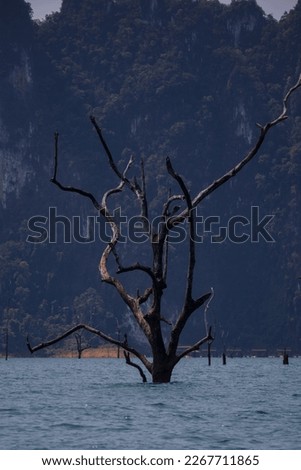 Tree in water - Nationalpark Khao sok