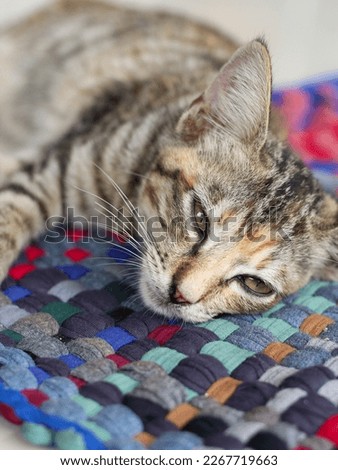 A black-orange striped domestic Cat is relaxing on the mat. 