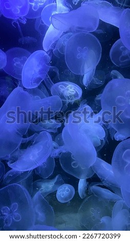 blue jellyfish in the aquarium