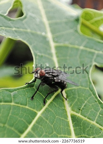 flies perched on a leaf in rainy weather.