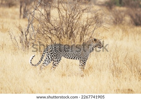 A picture of a Leopard in the African Jungle