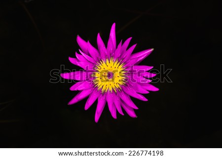 Magenta flower