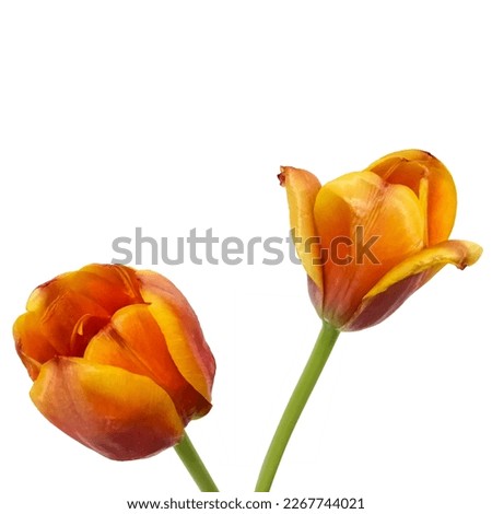 Tulips for home decoration and decorative pictures.