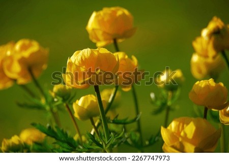 Blooming yellow Trollius Europaeus, The Globe Flower in Summer evening