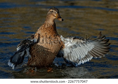 Mallard (Anas platyrhynchos) Female duck bathing and stretching wings.