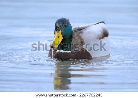 Mallard - Swim in lake Almsee