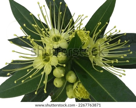 Golden Penda ornamental flowering plant.