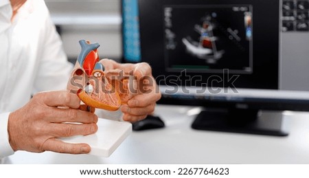 Anatomical model of the human heart in doctor's hands. Cardiological consultation, treatment of heart diseases. Medical concept