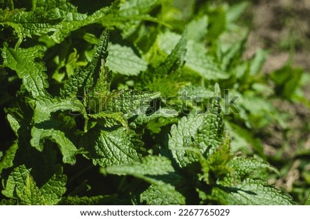 Bush of stinging-nettles. Nettle leaves. Top view. Botanical pattern. Greenery common nettle. A thicket of nettles. Medicinal plant. Green leaves background.