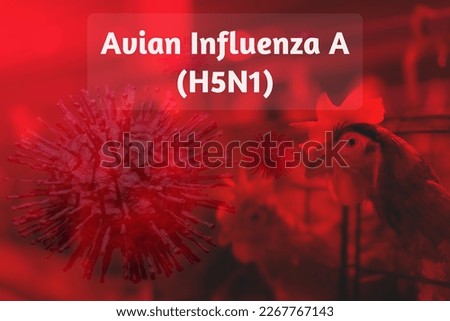Avian Influenza A (H5N1) outbreak concept on chicken farm background. Avian influenza A virus subtype H5N1. Human infection with avian influenza A (H5N1) virus from birds and poultry. Bird flu virus.  Royalty-Free Stock Photo #2267767143