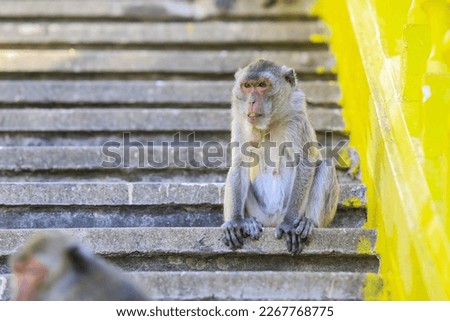 Cute Grey Macaque on the Stairs to the Wat Khao Chong Krachok Temple in Thailand