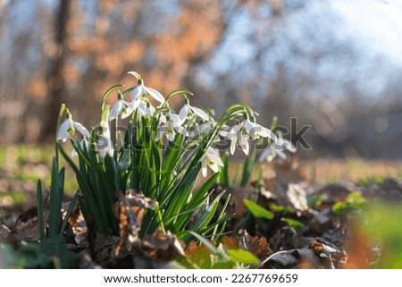 Snowdrops in the sunlight. Russia Royalty-Free Stock Photo #2267769659