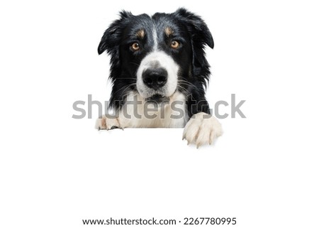 Banner border collie dog, hanging its paws in a blank. Isolated on white background.