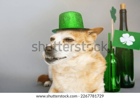 Cute dog in Leprechaun hat. March 17, happy st patricks day