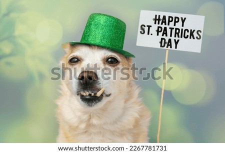 Cute dog in Leprechaun hat. March 17, happy st patricks day
