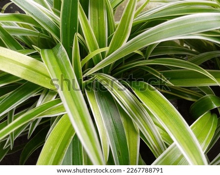 Close up of Chlorophytum comosum Ocean - Spider Plant - background Royalty-Free Stock Photo #2267788791