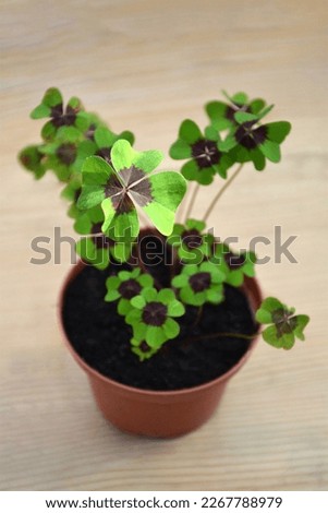 Four-leaf clovers (Oxalis tetraphylla) plant in the pot, selective focus.