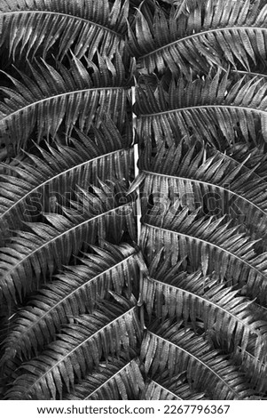 Black and white palm leaves photographed in the Tallinn Botanical Garden