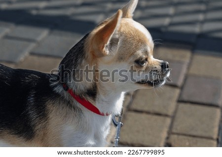 dog head closeup very expressive chihuahua breed