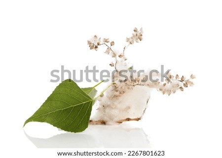 Silver poplar leaf and seeds. Allergy concept. Royalty-Free Stock Photo #2267801623