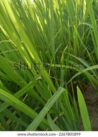picture of rice before harvest in village during sunny day