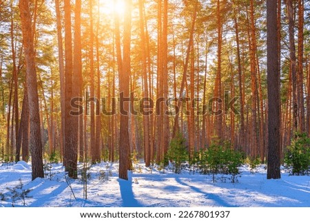 Sunset or sunrise in the spring pine forest covered with a snow. Sunbeams shining through the pine trunks. Royalty-Free Stock Photo #2267801937