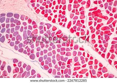 Adipose tissue human, Soft palate human, Bone human and Striated (skeletal) muscle human under the microscope in Lab. Royalty-Free Stock Photo #2267812285