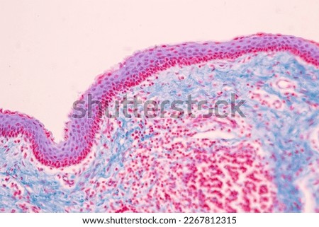 Adipose tissue human, Soft palate human, Bone human and Striated (skeletal) muscle human under the microscope in Lab. Royalty-Free Stock Photo #2267812315