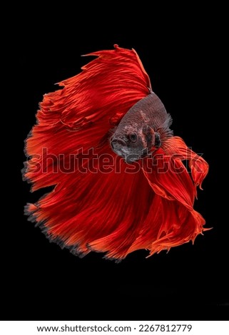 Betta fish are native to Asia, where they live in the shallow water of marshes, ponds, or slow-moving streams