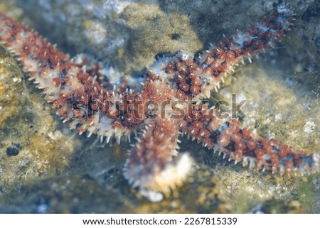 Macro picture taken through the water surface of mediterranean sea star Coscinasterias tenu