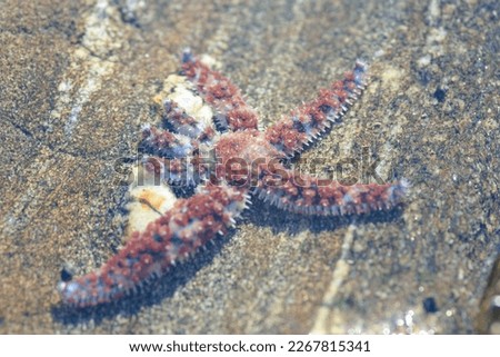Macro picture taken through the water surface of mediterranean sea star Coscinasterias tenu