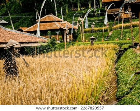 Paddy rice field before harvest after the rain. Selective focus of scarecrow 