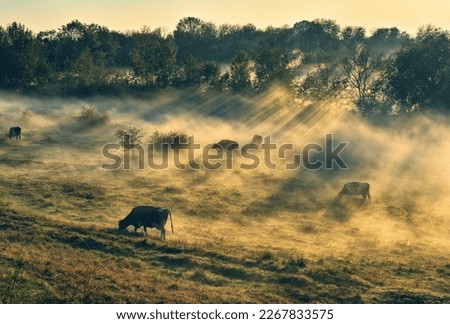 cow grazes in a meadow. Autumn foggy morning
