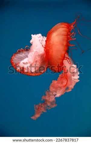Jellyfish is a marine animal. Royalty-Free Stock Photo #2267837817