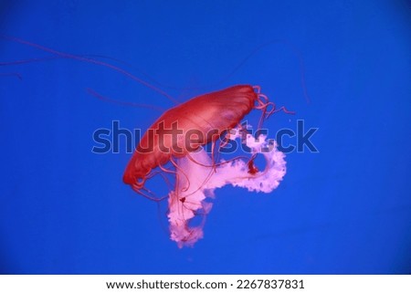 Jellyfish is a marine animal.