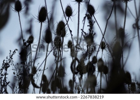 Dry plants. Black silhouettes of thorny plants. Gloomy background. Details of autumn nature.