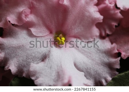 pink violet dust beauty flowers